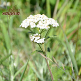 Organic Yarrow Hydrosol Rosemary Garden